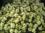 margaridinhas amarelas