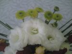 lisianthus brancos
