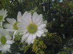 margaridas