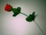 Rosa Dlite     R$ 15,00