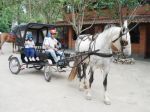 Passeios de Charretes